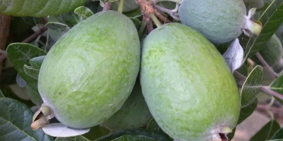 Kaymak Ağacı Fidanı ile İlgili Sık Sorulan Sorular