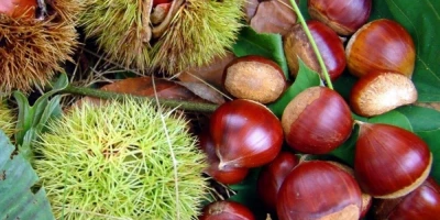 Keçi Boynuzu Fidanı ile İlgili Sık Sorulan Sorular