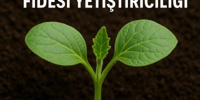 Kemer Patlıcan Fidesi Yetiştiriciliği