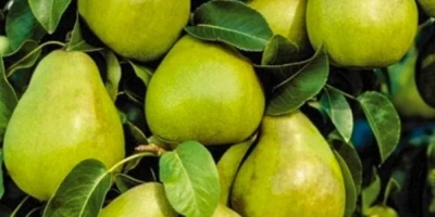 Kieffer Armut Fidanı ile İlgili Sık Sorulan Sorular