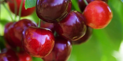 Kiraz Fidanı ile İlgili Sık Sorulan Sorular