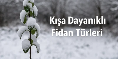 Kışa Dayanıklı Fidan Türleri