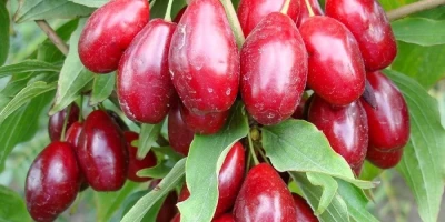 Kızılcık Fidanı ile İlgili Sık Sorulan Sorular