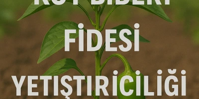 Köy Biberi Fidesi Yetiştiriciliği