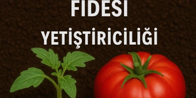Köy Domatesi Fidesi Yetiştiriciliği