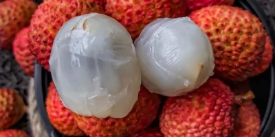 Kral Meyvesi Fidanı ile İlgili Sık Sorulan Sorular