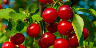 Kütahya Vişne Fidanı ile İlgili Sık Sorulan Sorular