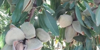 Laurenne Badem Fidanı ile İlgili Sık Sorulan Sorular