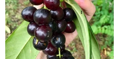 Laz Kirazı Fidanı ile İlgili Sık Sorulan Sorular