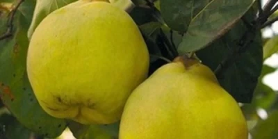 Limon Ayvası Fidanı ile İlgili Sık Sorulan Sorular