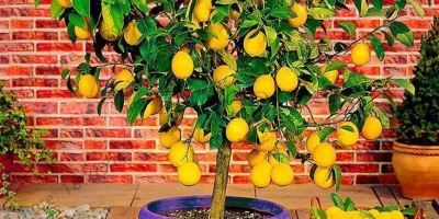 Limon Fidanı ile İlgili Sık Sorulan Sorular