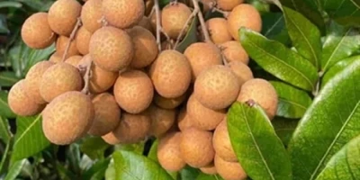 Longan Fidanı ile İlgili Sık Sorulan Sorular