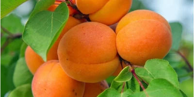 Malatya Kayısı Fidanı ile İlgili Sık Sorulan Sorular