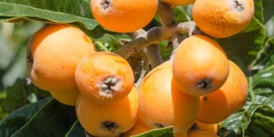 Malta Eriği Fidanı ile İlgili Sık Sorulan Sorular