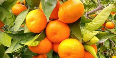 Mandalina Fidanı ile İlgili Sık Sorulan Sorular