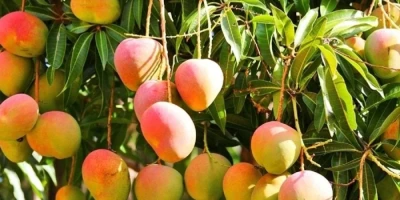 Mango Fidanı ile İlgili Sık Sorulan Sorular