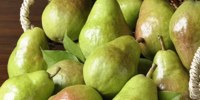 Margarita Armut Fidanı ile İlgili Sık Sorulan Sorular