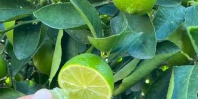 Misket Limon Fidanı ile İlgili Sık Sorulan Sorular