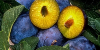 Mürdüm Erik Fidanı ile İlgili Sık Sorulan Sorular