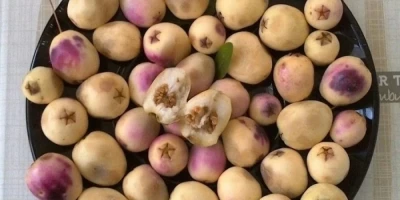 Murt Fidanı ile İlgili Sık Sorulan Sorular