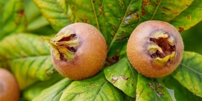 Muşmula Fidanı ile İlgili Sık Sorulan Sorular