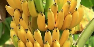 Muz Fidanı ile İlgili Sık Sorulan Sorular