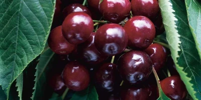 Napolyon Kiraz Fidanı ile İlgili Sık Sorulan Sorular