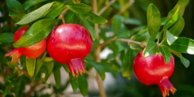 Nar Fidanı ile İlgili Sık Sorulan Sorular