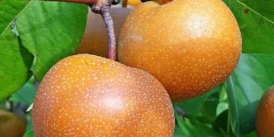 Naşi Armut Fidanı ile İlgili Sık Sorulan Sorular