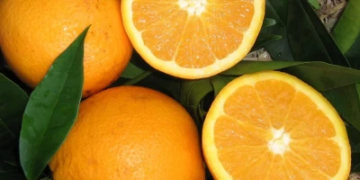 Navelina Portakal Fidanı ile İlgili Sık Sorulan Sorular