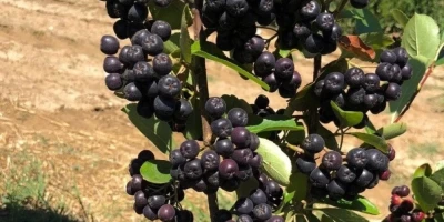 Nero Aronya Fidanı ile İlgili Sık Sorulan Sorular