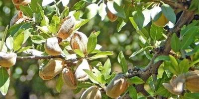 Nonpariel Badem Fidanı ile İlgili Sık Sorulan Sorular