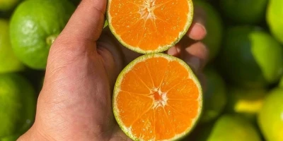 Okitsu Mandalina Fidanı ile İlgili Sık Sorulan Sorular