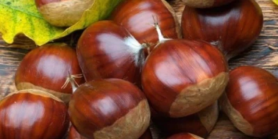 Osmanoğlu Kestane Fidanı ile İlgili Sık Sorulan Sorular