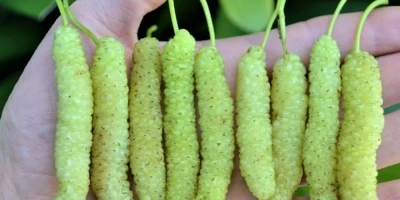 Pakistan Dut Fidanı ile İlgili Sık Sorulan Sorular