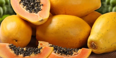 Papaya Fidanı ile İlgili Sık Sorulan Sorular