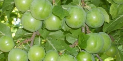 Papaz Erik Fidanı ile İlgili Sık Sorulan Sorular