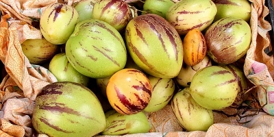 Pepino Fidanı ile İlgili Sık Sorulan Sorular