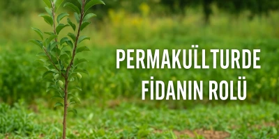 Permakültürde Fidan Rolü