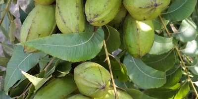 Pikan Ceviz Fidanı ile İlgili Sık Sorulan Sorular