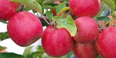 Pink Lady Elma Fidanı ile İlgili Sık Sorulan Sorular