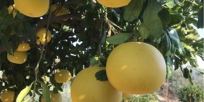 Pomelo Fidanı ile İlgili Sık Sorulan Sorular
