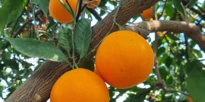 Portakal Fidanı ile İlgili Sık Sorulan Sorular