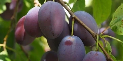 President Erik Fidanı ile İlgili Sık Sorulan Sorular