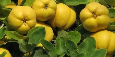 Reçellik Ayva Fidanı ile İlgili Sık Sorulan Sorular