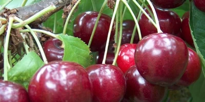 Regina Kiraz Fidanı ile İlgili Sık Sorulan Sorular