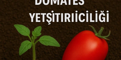 Rio Grande Domates Fidesi Yetiştiriciliği