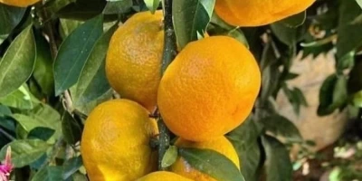 Rize Mandalina Fidanı ile İlgili Sık Sorulan Sorular