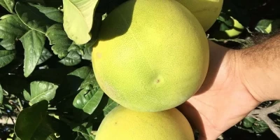 Şadok Fidanı ile İlgili Sık Sorulan Sorular