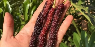 Şah Dut Fidanı ile İlgili Sık Sorulan Sorular